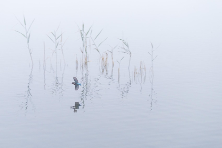 Freccia blu - Marco Merli