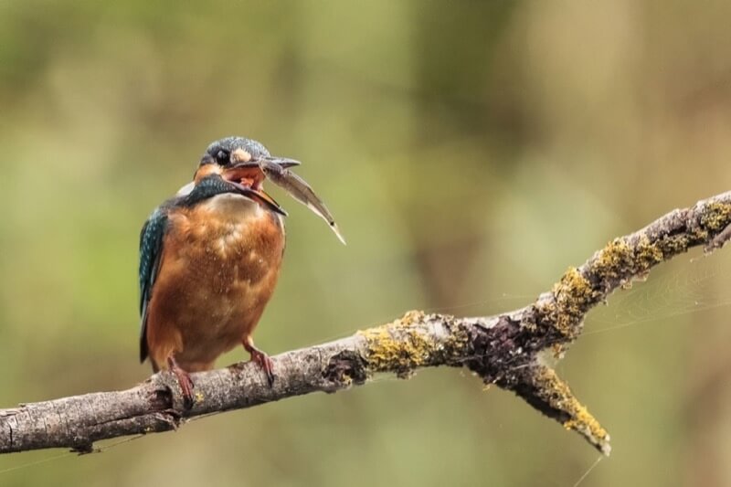 ready for lunch - Andrea Greppi