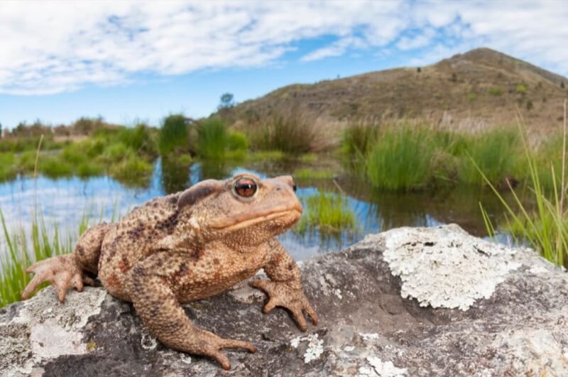 This pond is mine. - Federico Crovetto