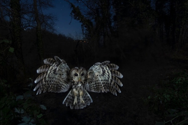 Volo notturno - Fabrizio Moglia