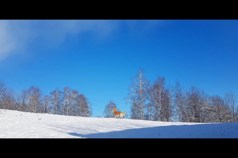 Di bianco e di azzurro - Chiara Olivucci