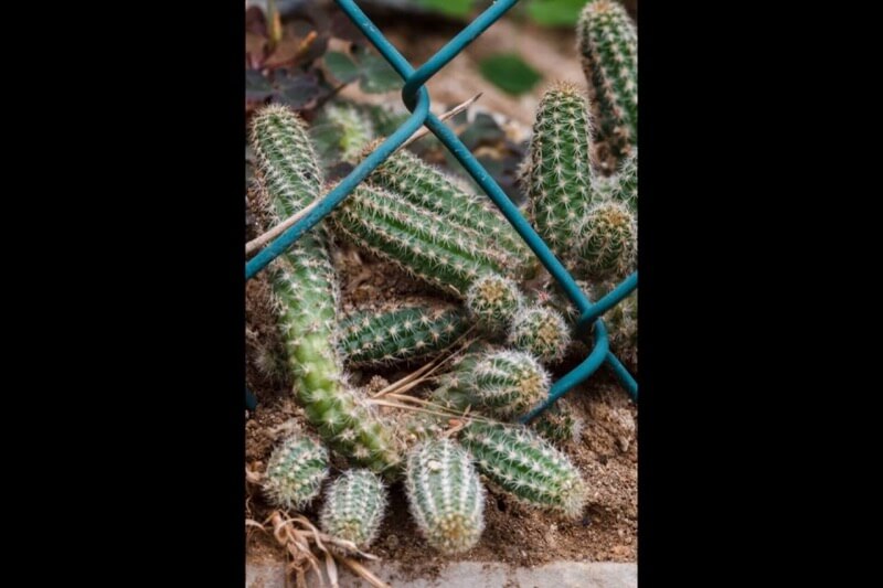 Cactus in giardino - Hans Schuurmans