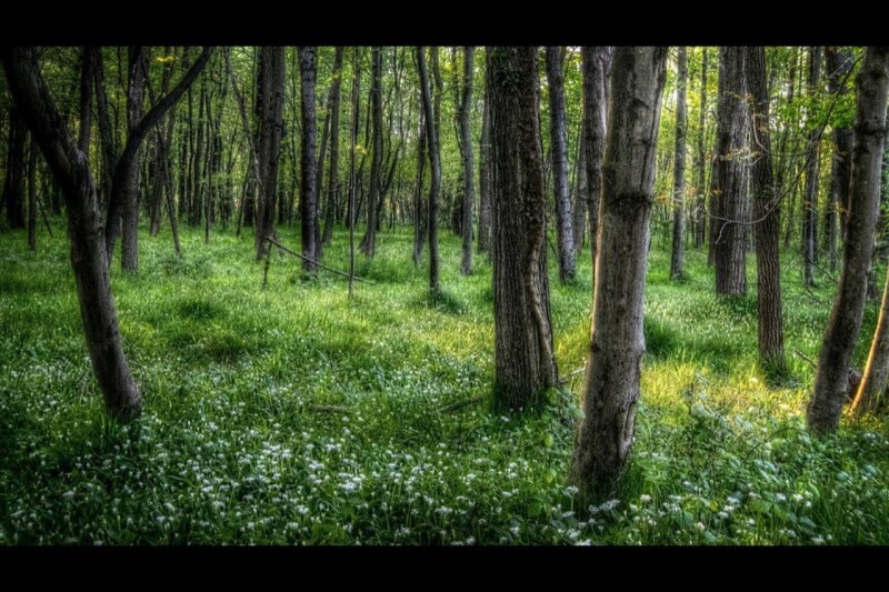 La luce nel bosco - Glauco Guaitoli