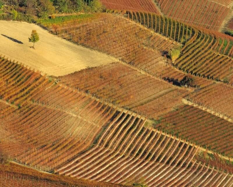 Alla fine della vendemmia - Tiziana Girante