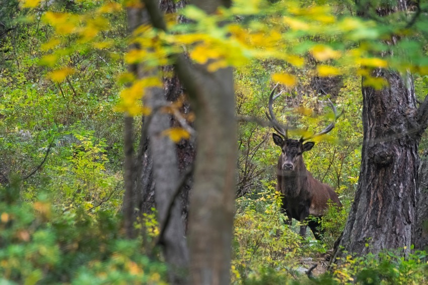 Autunno da Re - Alessandro Randolfi