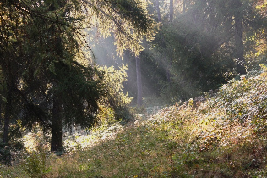 Nel bosco incantato - Marisa Sardu