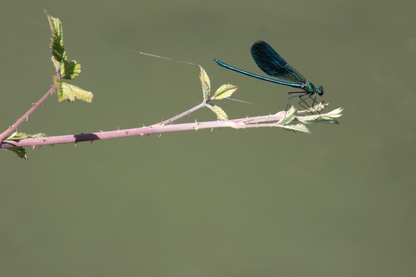 Dragonfly III - Marisa Sardu