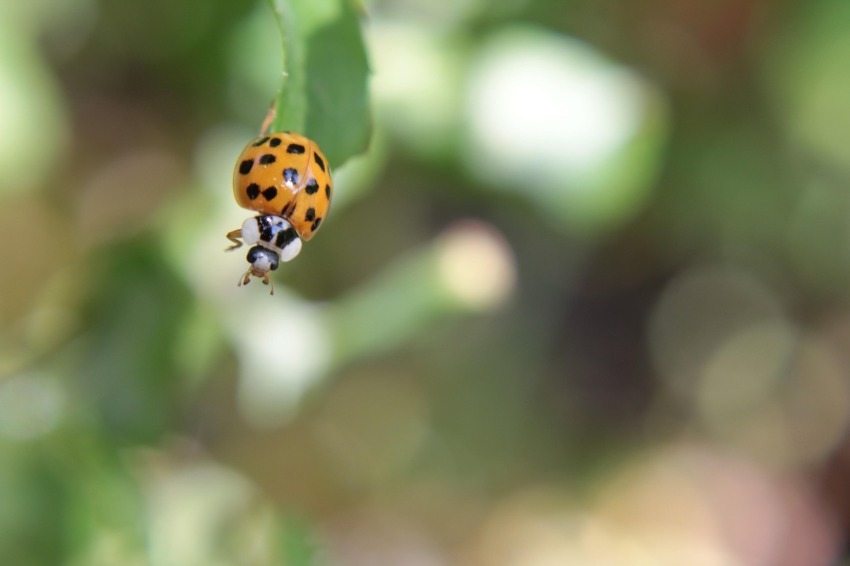 Ladybug - Marisa Sardu